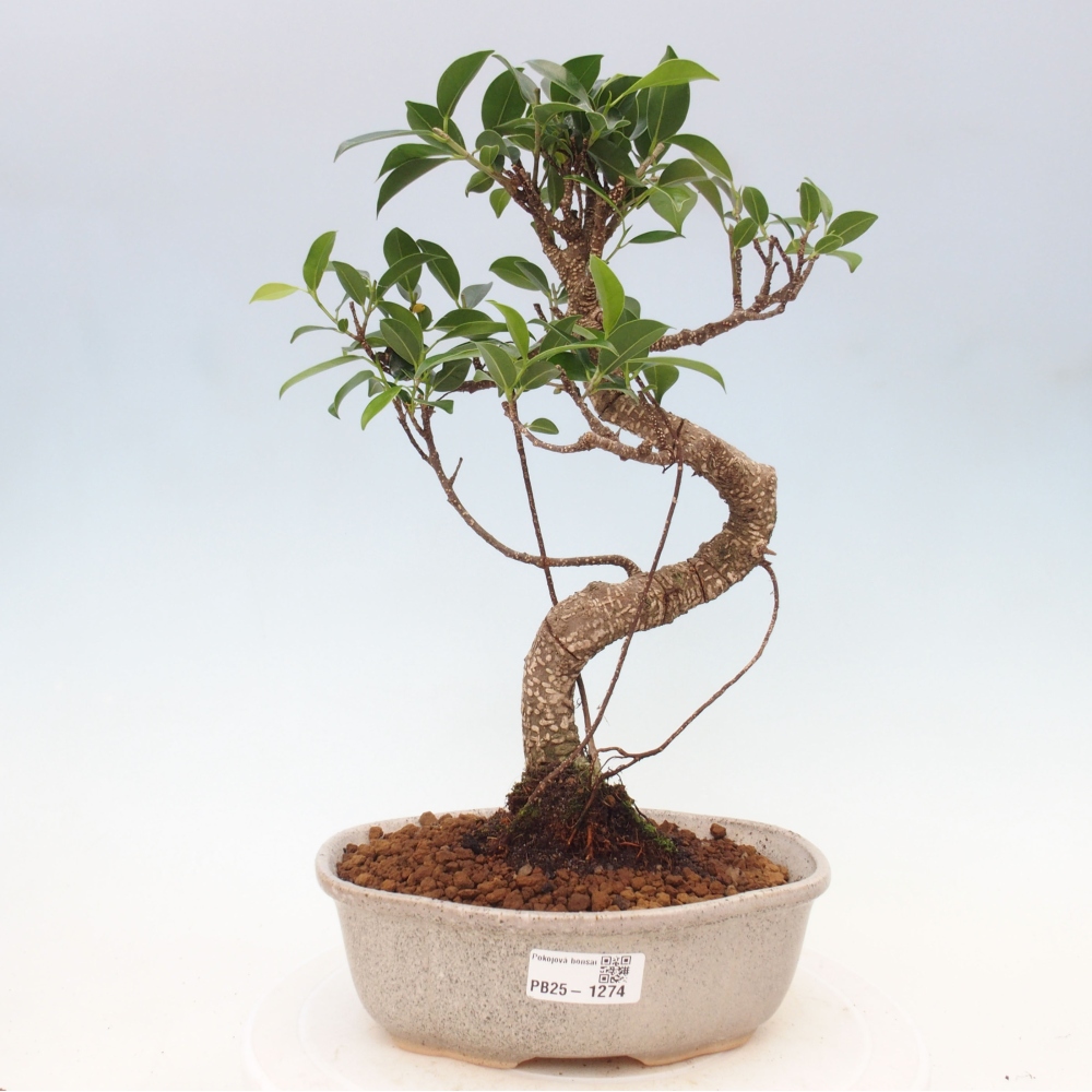 Izbová bonsai - Ficus retusa - malolistá fikus