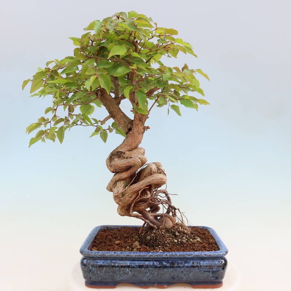 Vonkajší bonsaj -Carpinus coreana - Hrab kórejský