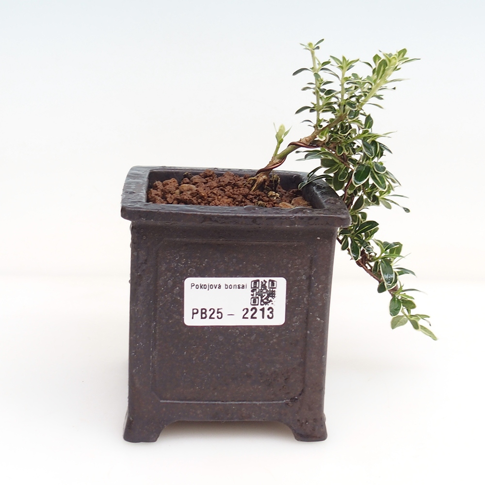 Izbová bonsai - Serissa foetida Variegata - Strom tisíce hviezd