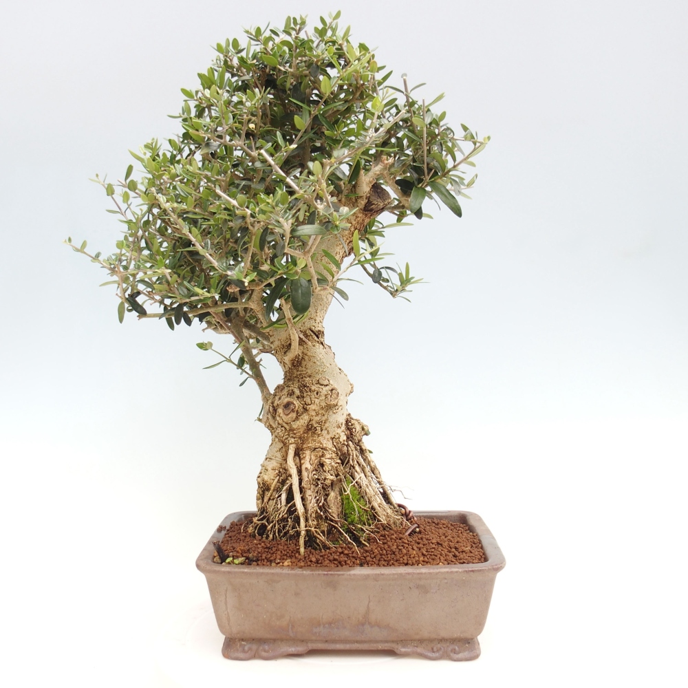 Izbová bonsai - Olea europaea sylvestris -Oliva evropská drobnolistá