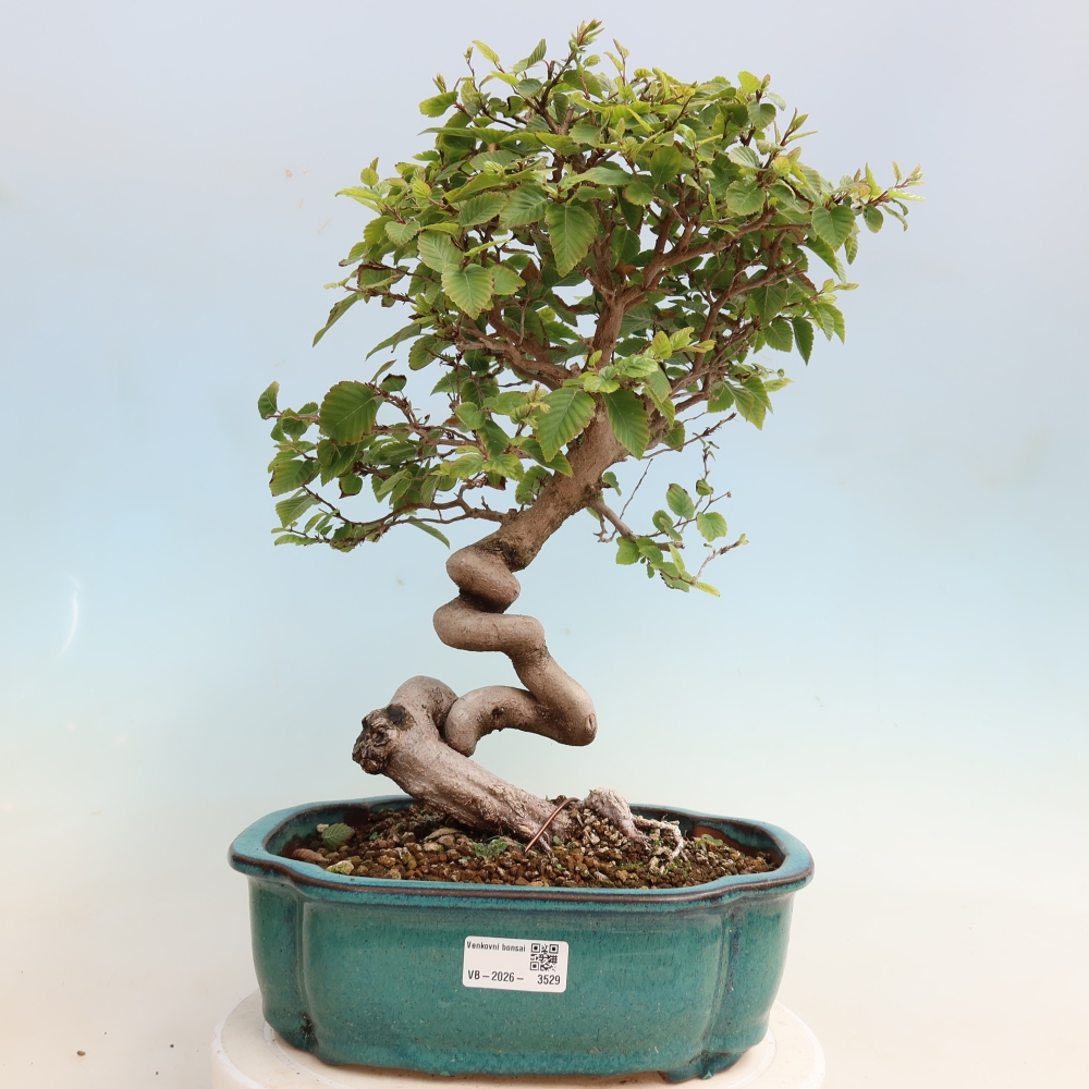 Vonkajšie bonsaje -Carpinus CARPINOIDES - Hrab kórejský