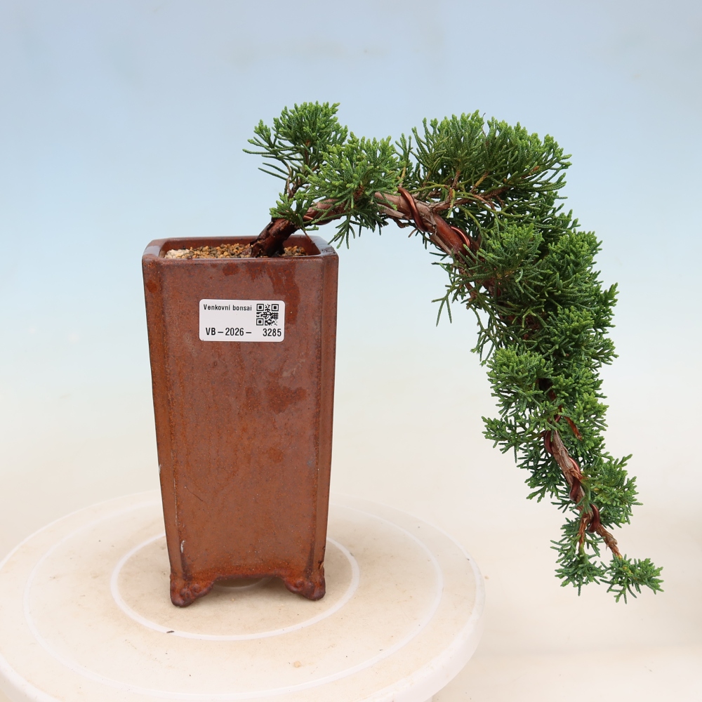 Vonkajší bonsaj - Juniperus chinensis Kishu