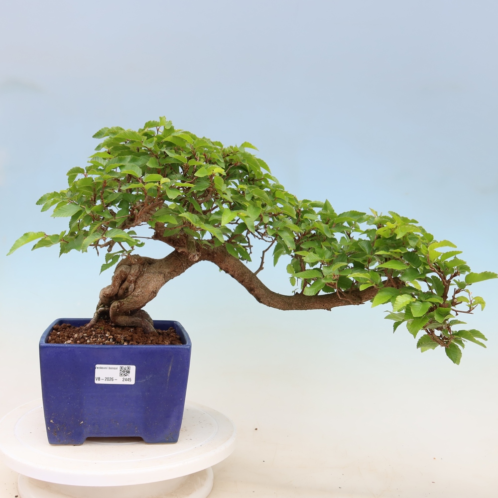Vonkajší bonsaj -Carpinus coreana - Hrab kórejský