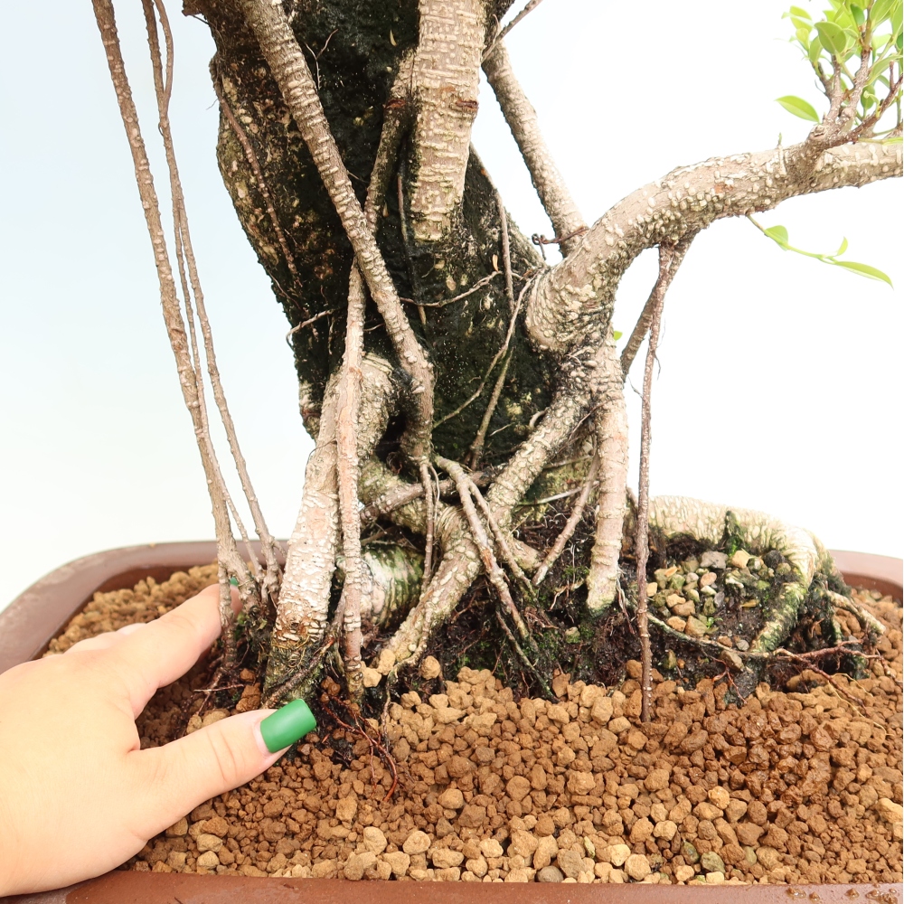 Izbové bonsaje - Ficus kimmen - drobnolistý fikus