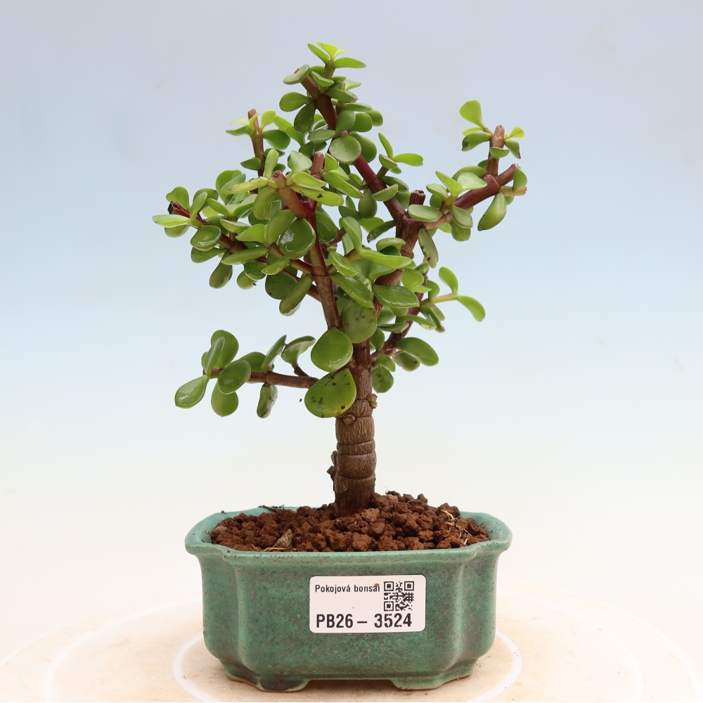 Izbové bonsaje - Portulakaria Afra - Tlustice