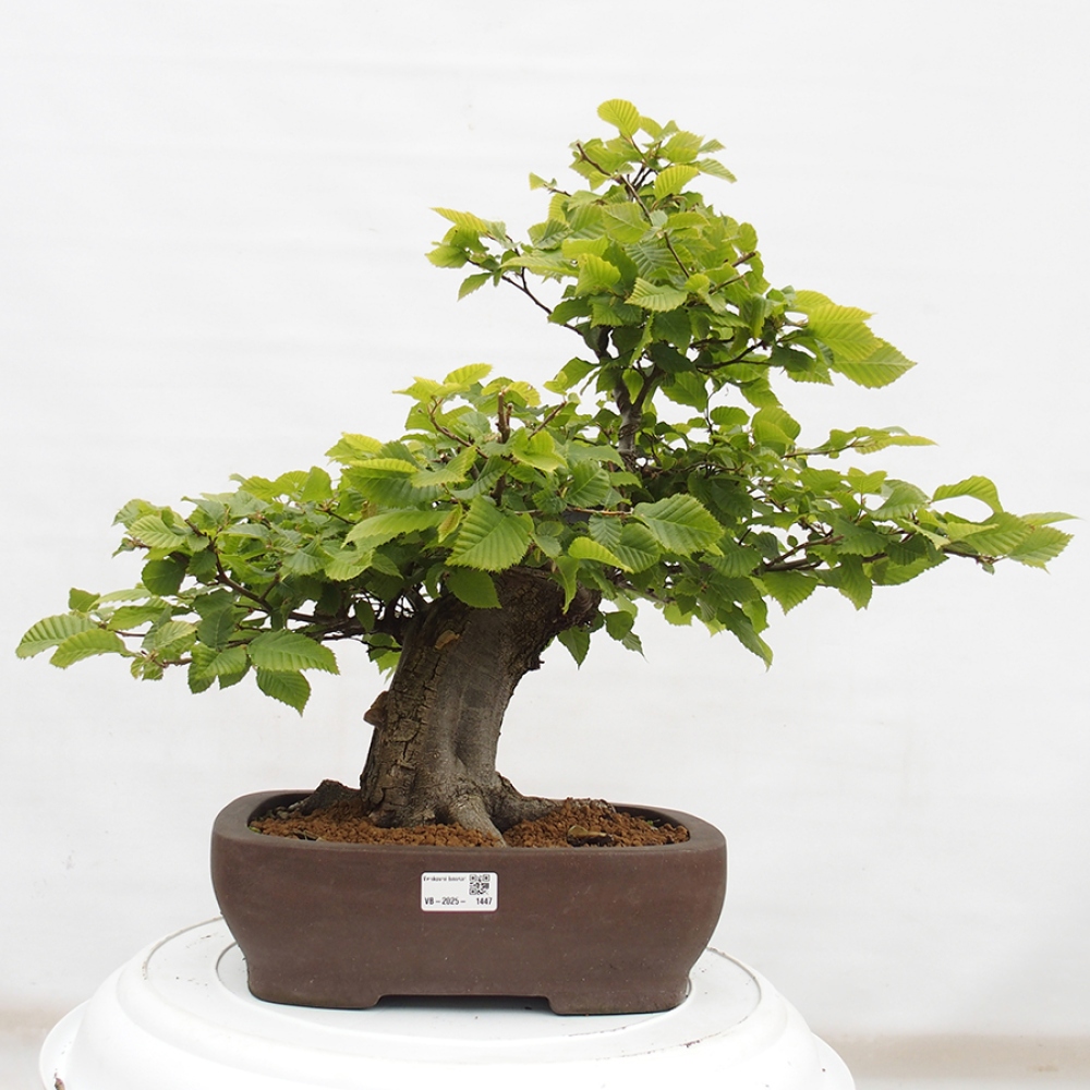 Vonkajší bonsai - Hrab obyčajný - Carpinus betulus