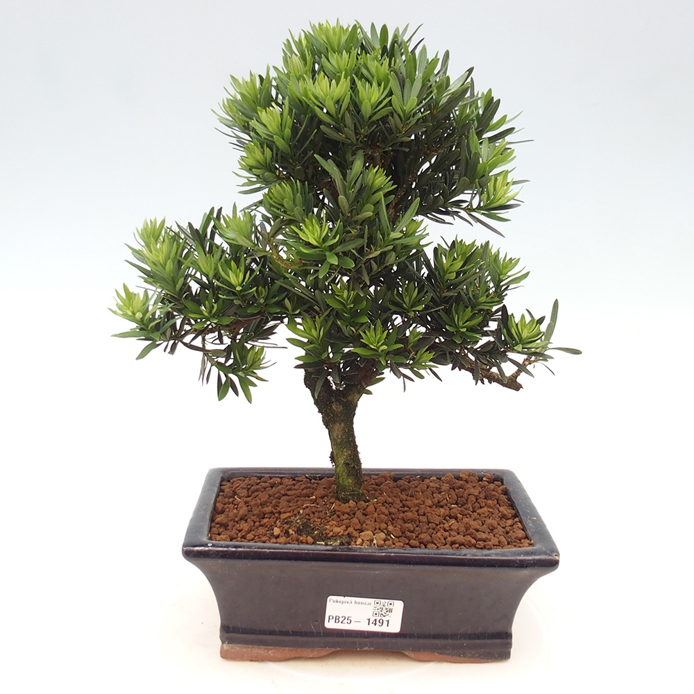 Izbová bonsai - Podocarpus - Kamenný tis