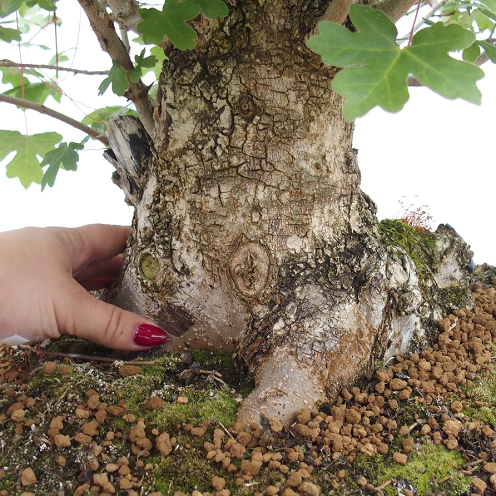 Vonkajší bonsai -Javor babyka - Acer campestre