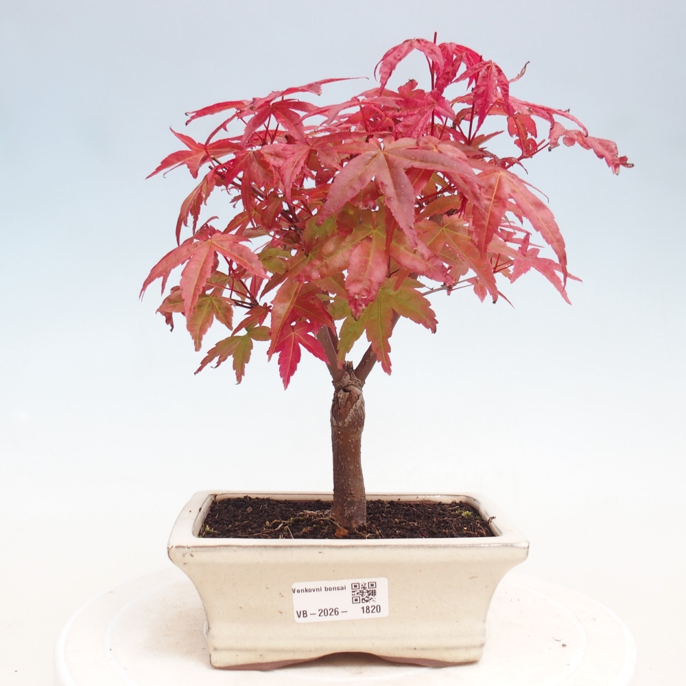 Vonkajší bonsaj - Acer palmatum DESHOJO