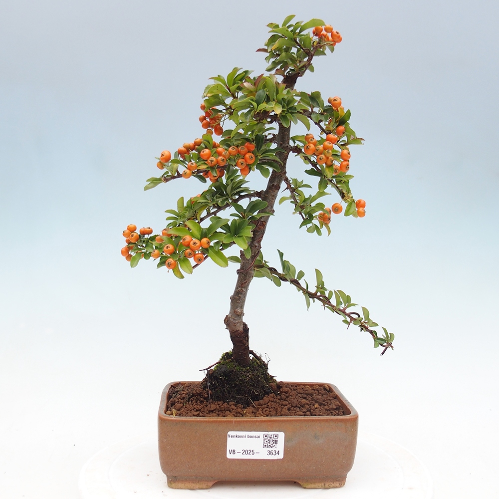Vonkajšie bonsaje-Pyracantha Teton -Hlox