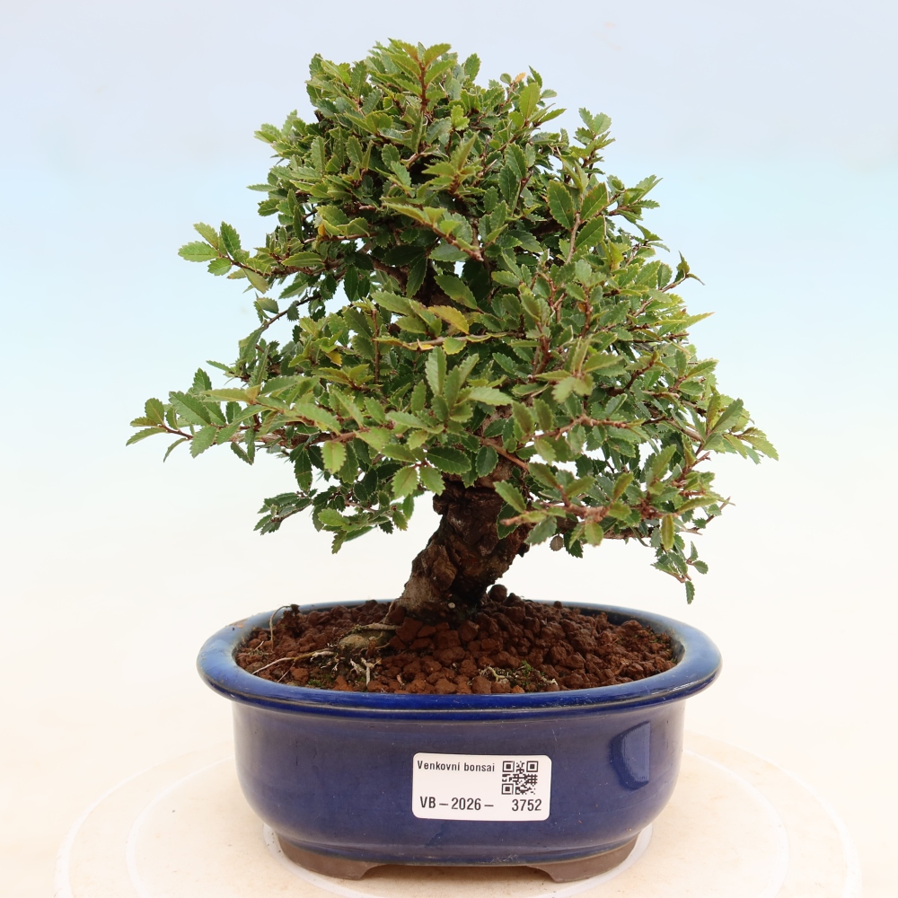 Vonkajšie bonsaje - Zelkova - Zelkova NIRE