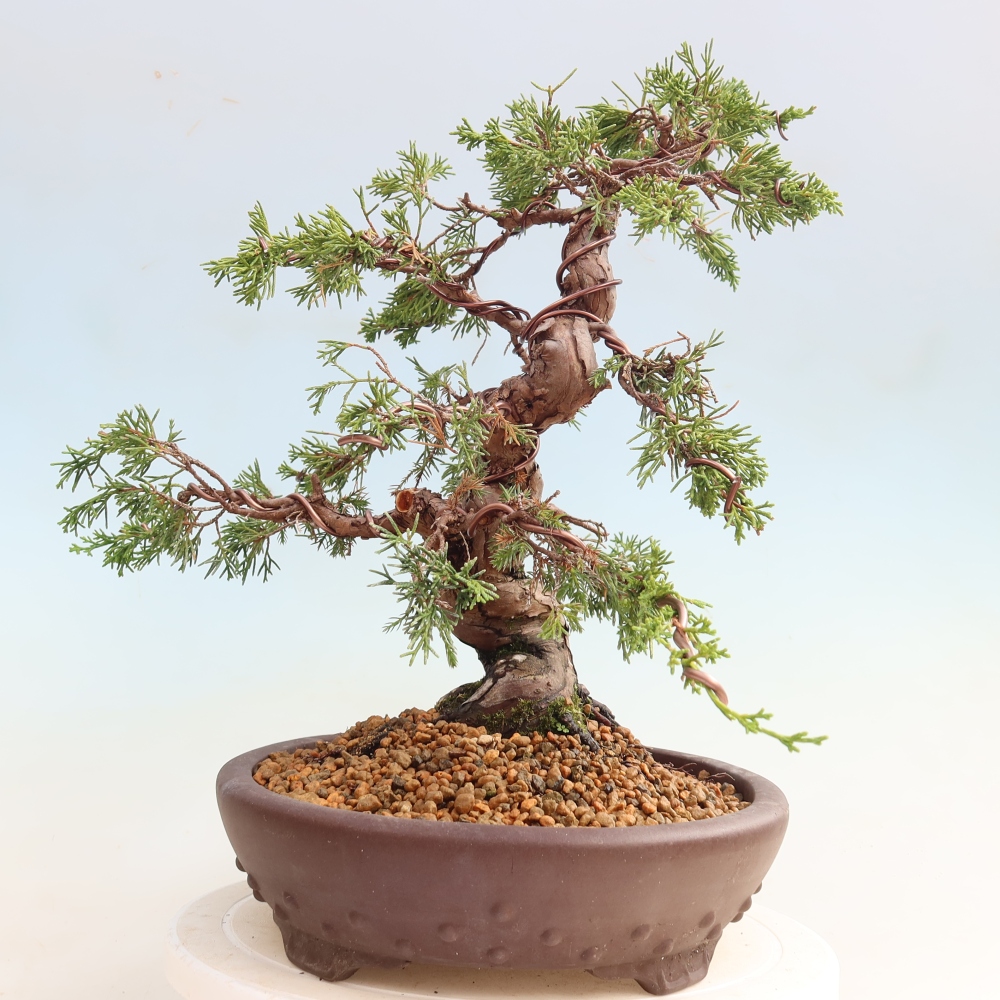 Vonkajší bonsai – Juniperus chinensis Itoigawa – čínsky jalovec