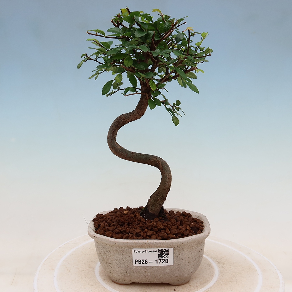 Izbový bonsaj - Ulmus parvifolia - brest malolistý