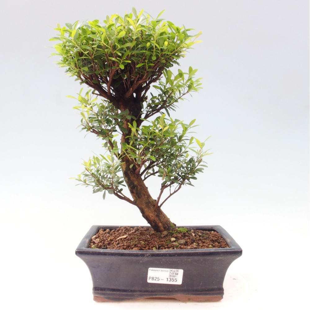 Izbová bonsai - Syzygium - pimentovníka