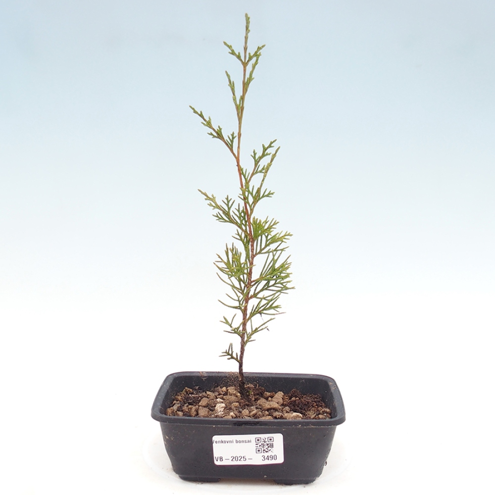 Vonkajší bonsaj - Juniperus chinensis Itoigawa