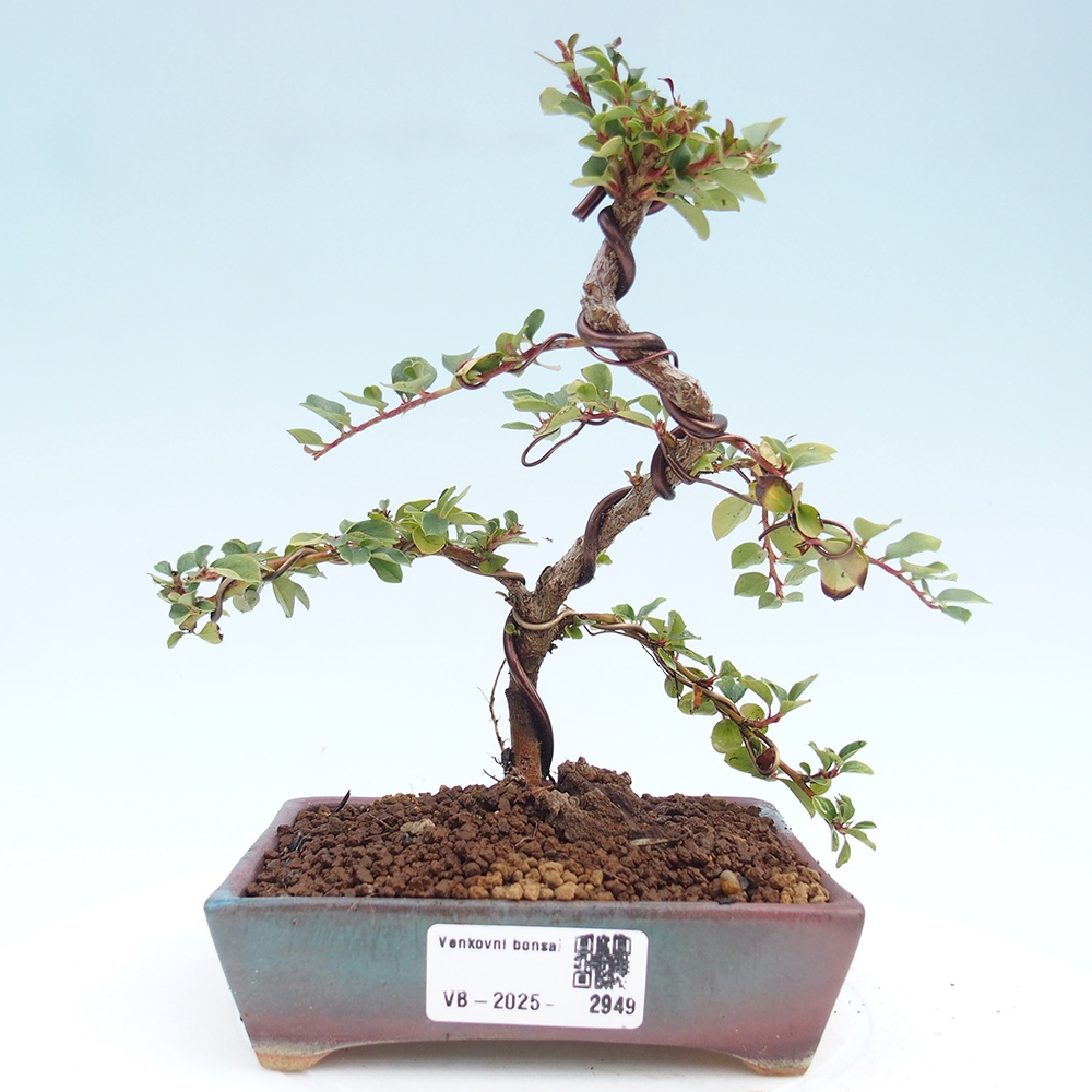 Vonkajší bonsai - Cotoneaster horizontalis - Skalník