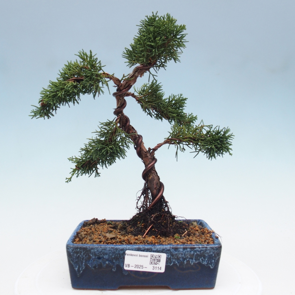 Vonkajší bonsai - Juniperus chinensis Kishu -Jalovec čínsky
