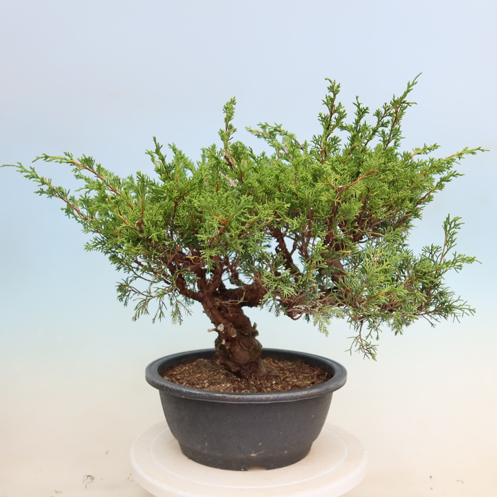Vonkajší bonsai – Juniperus chinensis Itoigawa – čínsky jalovec