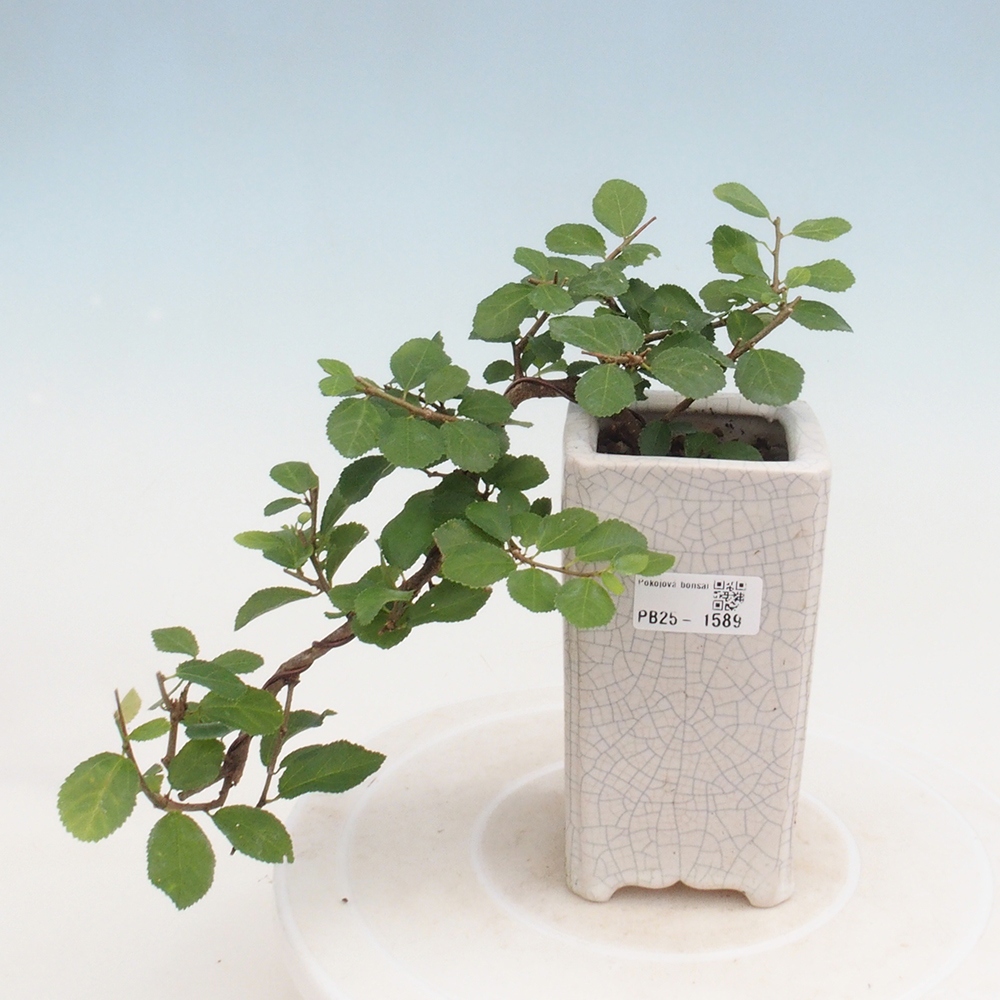 Izbová bonsai - Grewia occidentalis - Hviezdica levanduľová