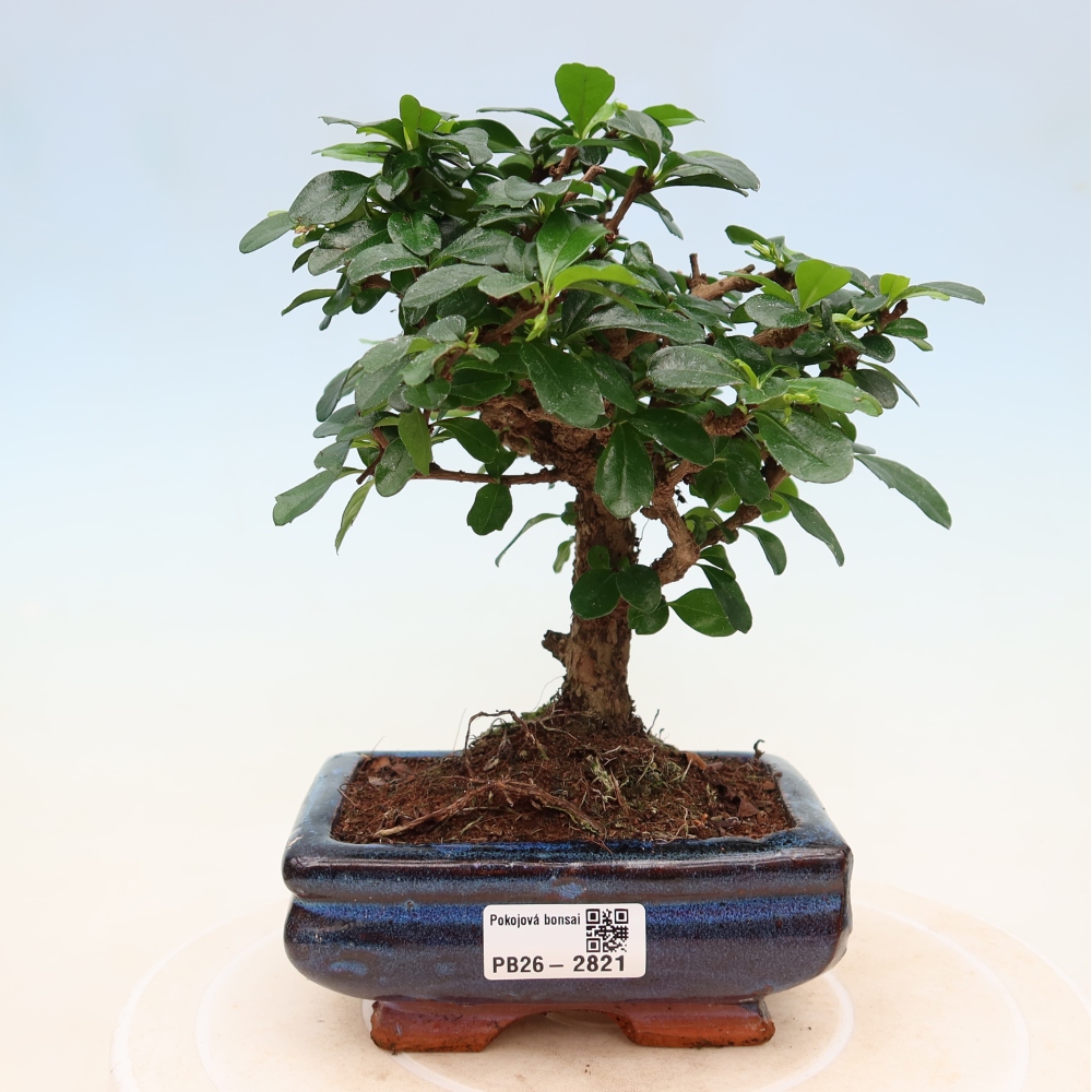 Izbové bonsaje - Carmona macrophylla - Tea fuki