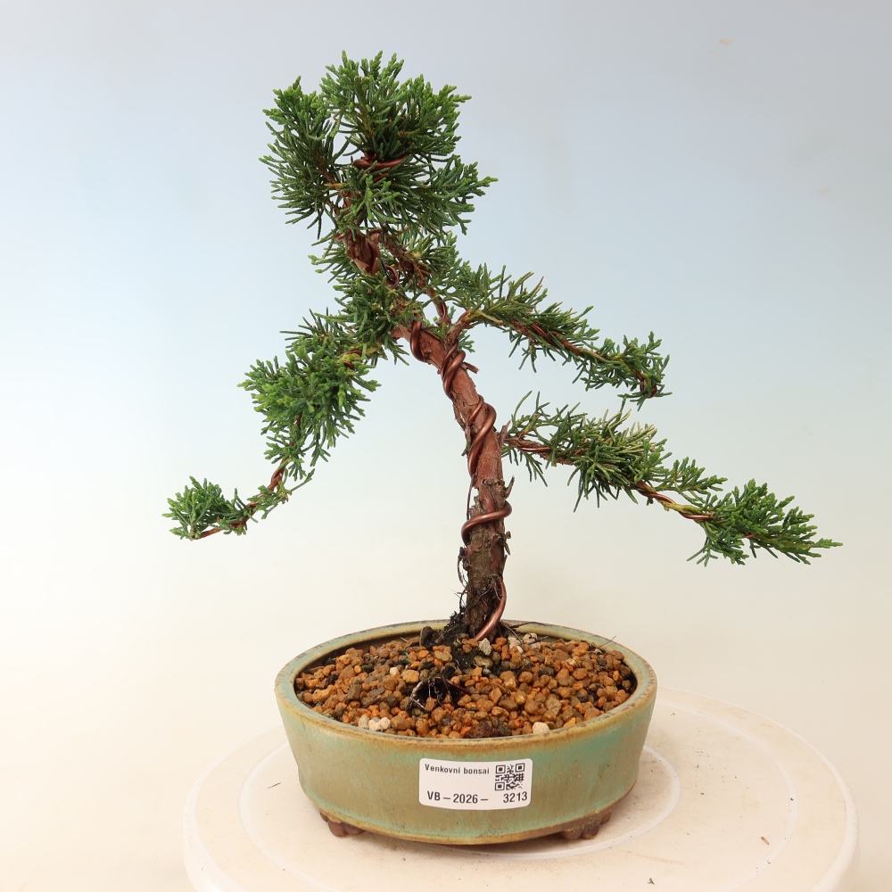 Vonkajší bonsaj - Juniperus chinensis Kishu