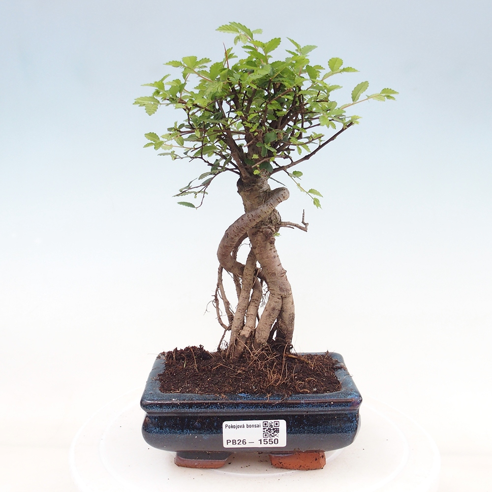 Izbový bonsaj - Ulmus parvifolia - brest malolistý