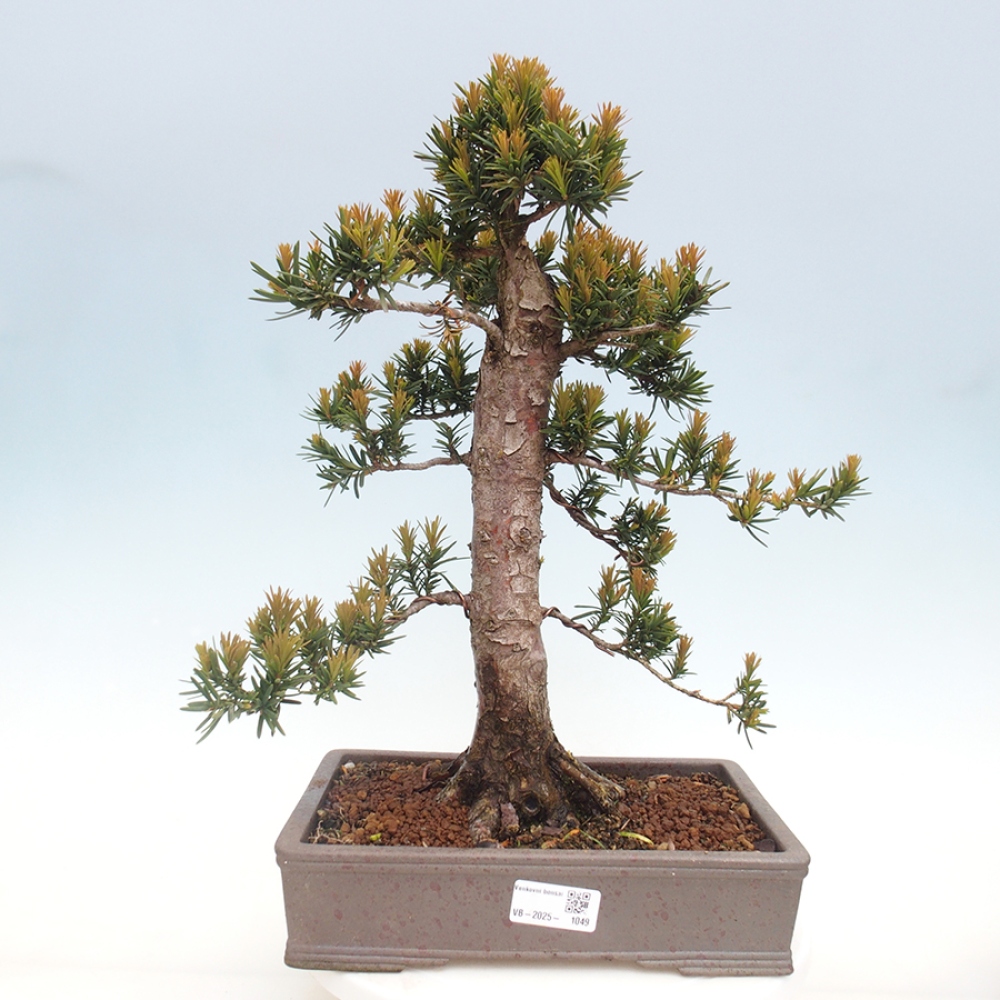 Vonkajší bonsai - Taxus cuspidata - Tis japonský