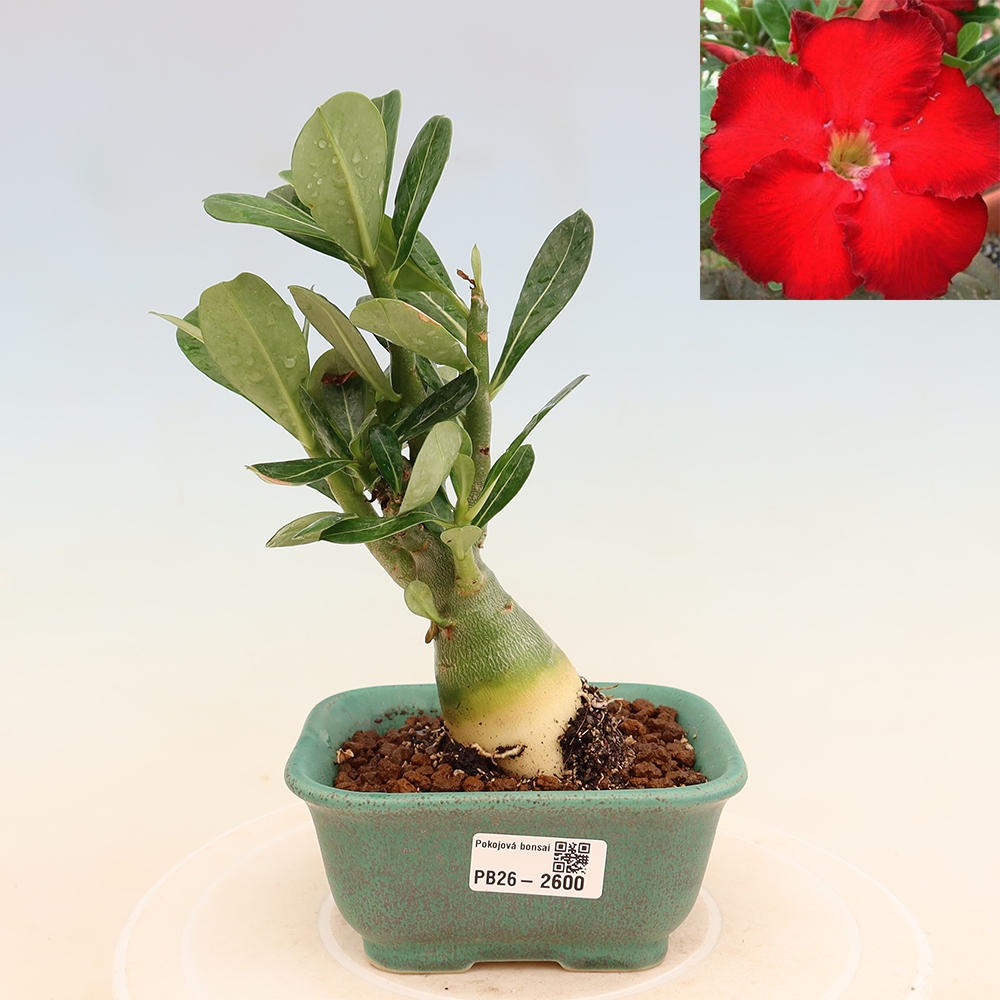Izba bonsai – Adenium obesum Red Star – Púštna ruža