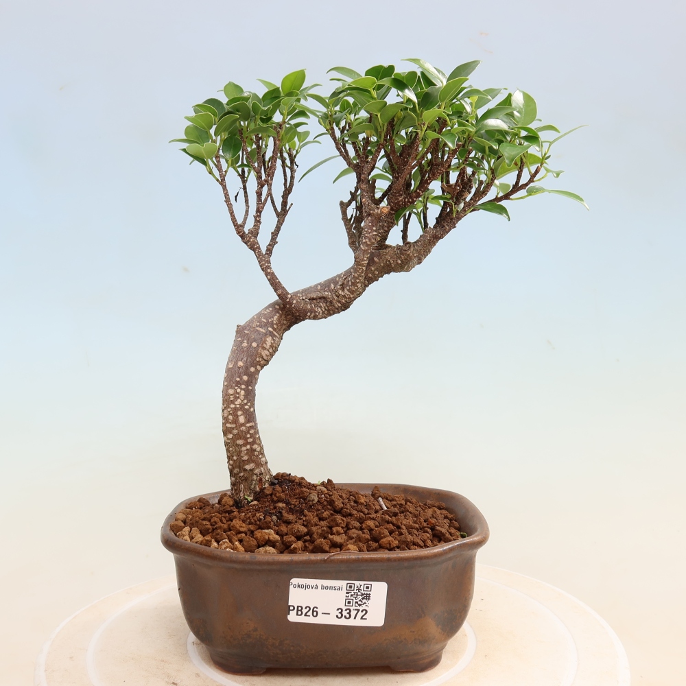 Izbové bonsaje - Ficus kimmen - drobnolistý fikus