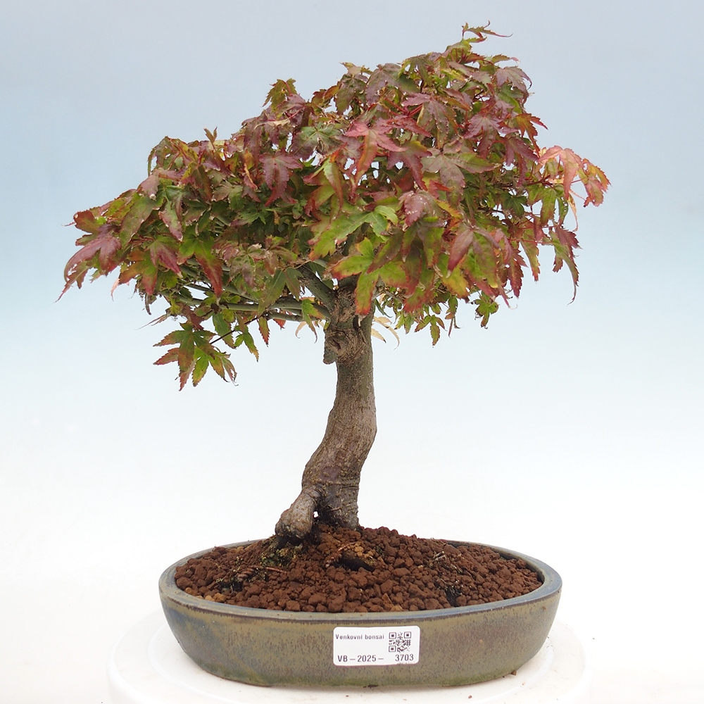 Acer palmatum KIOHIME - Javor palmetový