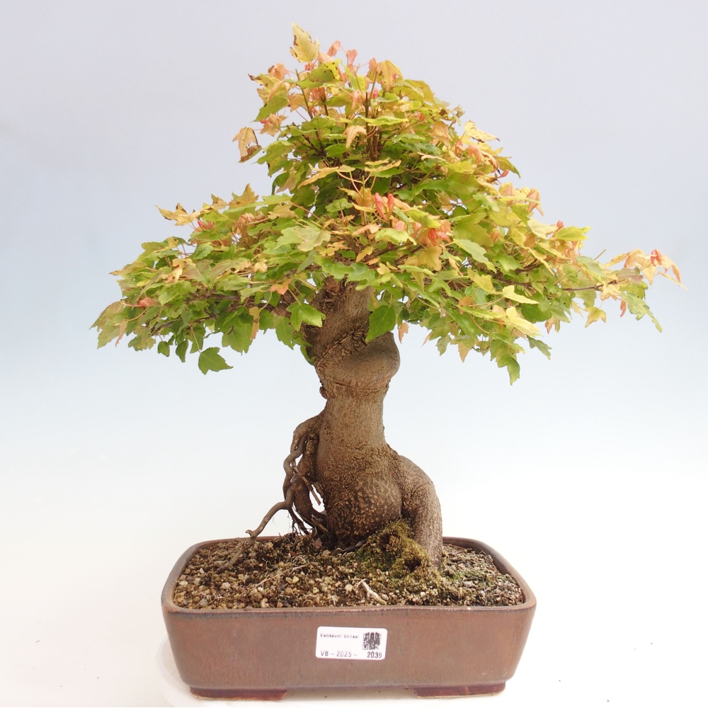 Vonkajšie bonsai - Javor Buergerianum - Javor Burgerův