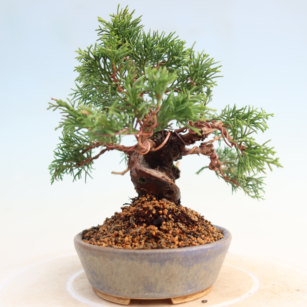 Vonkajší bonsai - Juniperus chinensis Itoigawa -Jalovec čínsky