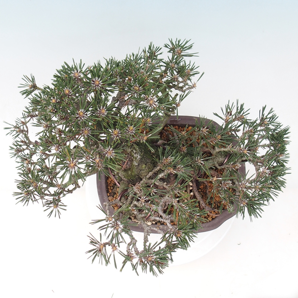 Vonkajšia bonsaj - Pinus thunbergii Kotobuki - borovica Thunbergova