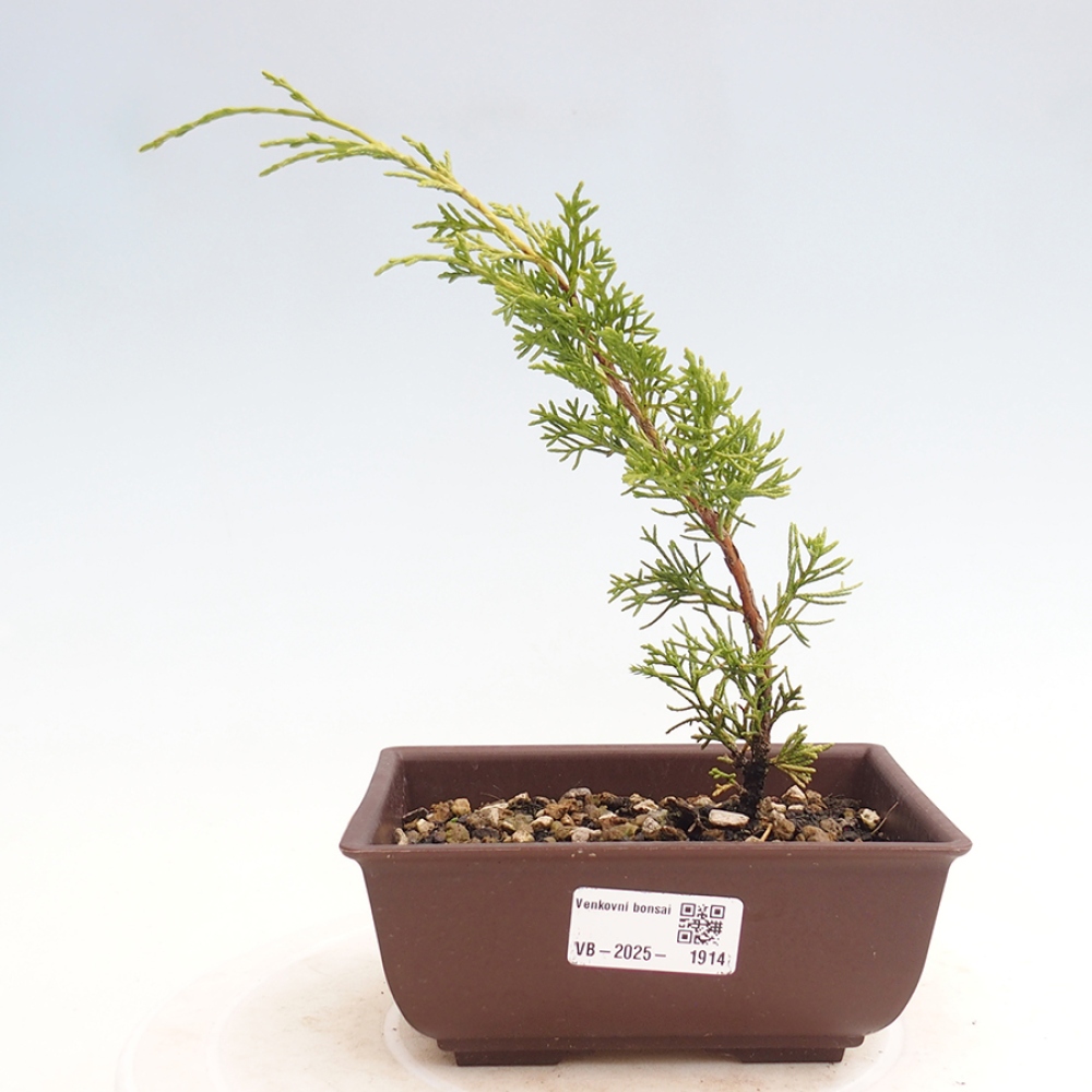 Vonkajší bonsai - Juniperus chinensis Itoigawa -Jalovec čínsky