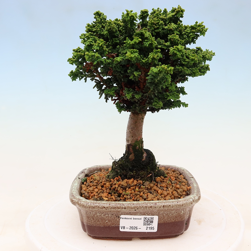 Vonkajší bonsaj - Cham. obtusa SEKKA HINOKI - Cypruštek
