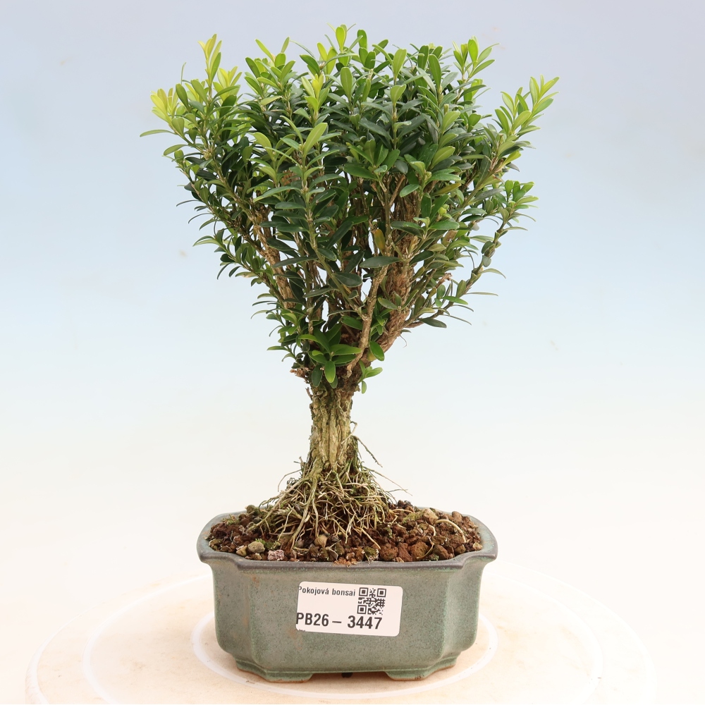 Izbové bonsaje - Buxus harlandii - korkový buxus