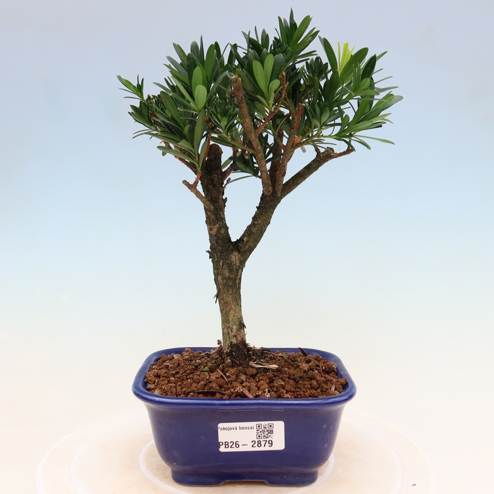 Izbové bonsaje - Podocarpus - Kamenný tis