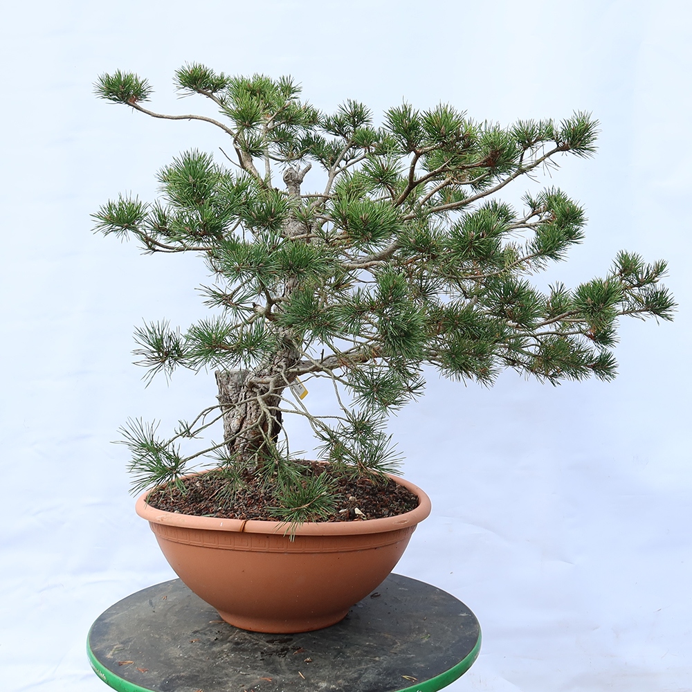 Pinus sylvestris Španielsko – borovica lesná