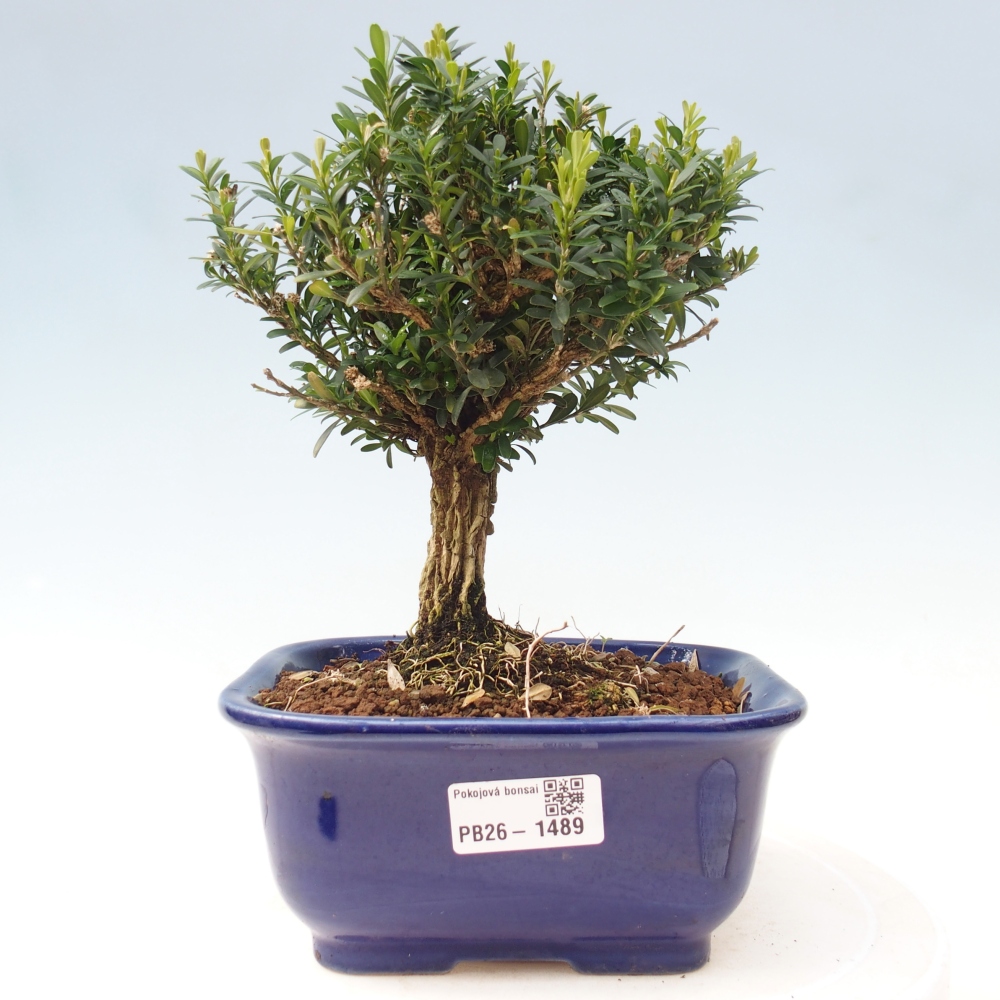 Izbové bonsaje - Buxus harlandii - korkový buxus