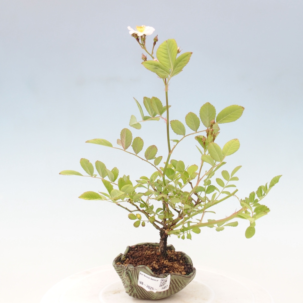 Vonkajší bonsai - Rosa sp. - malokvetá ruža