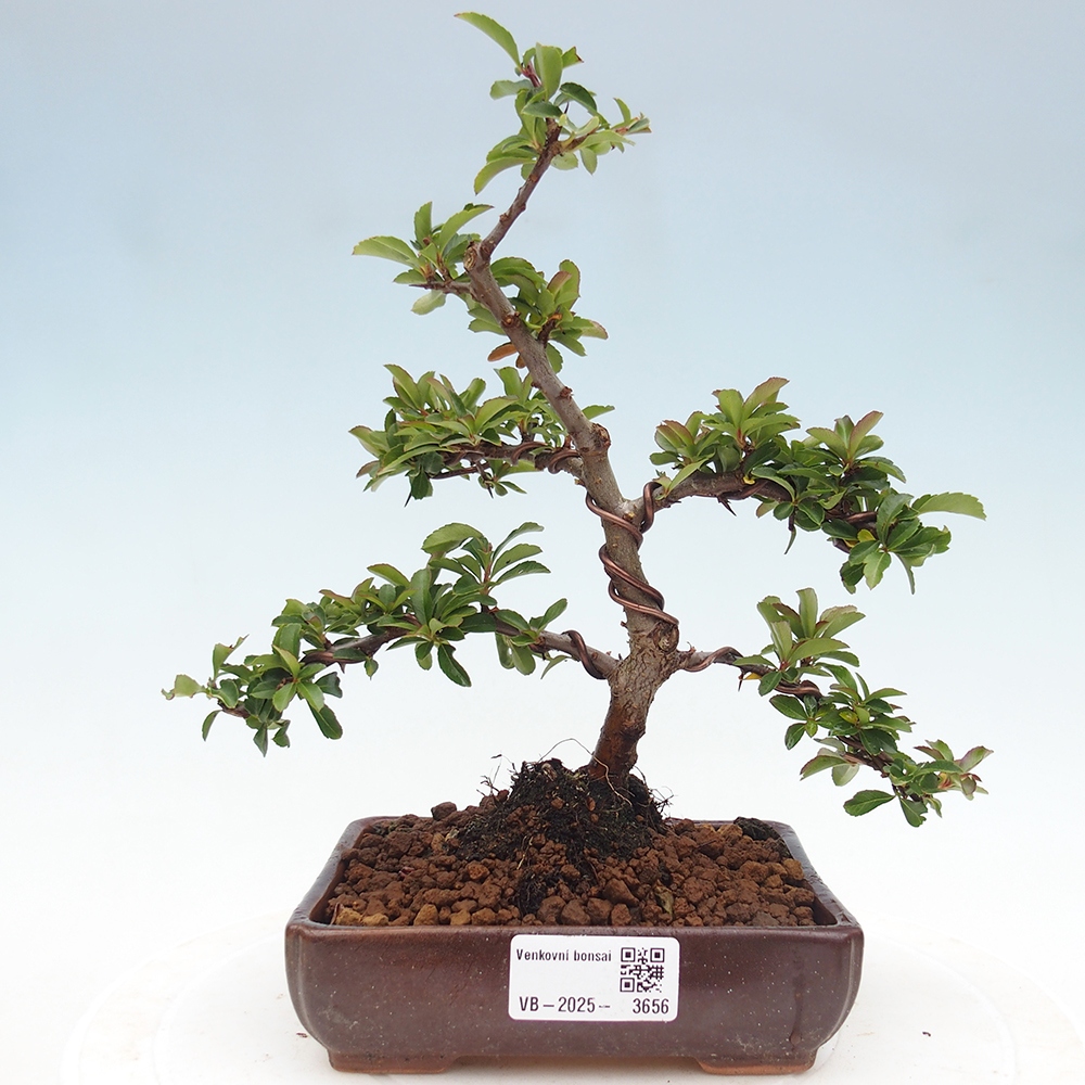 Vonkajšie bonsaje-Pyracantha Teton -Hlox
