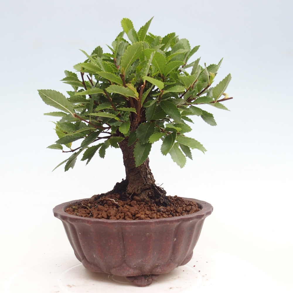 Vonkajšie bonsai - Zelkova - Zelkova Nirom