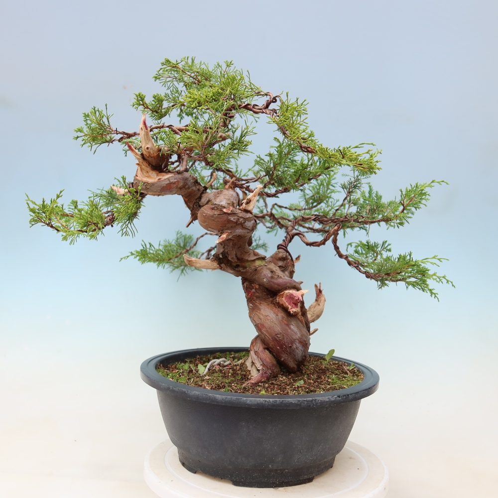 Vonkajší bonsai – Juniperus chinensis Itoigawa – čínsky jalovec