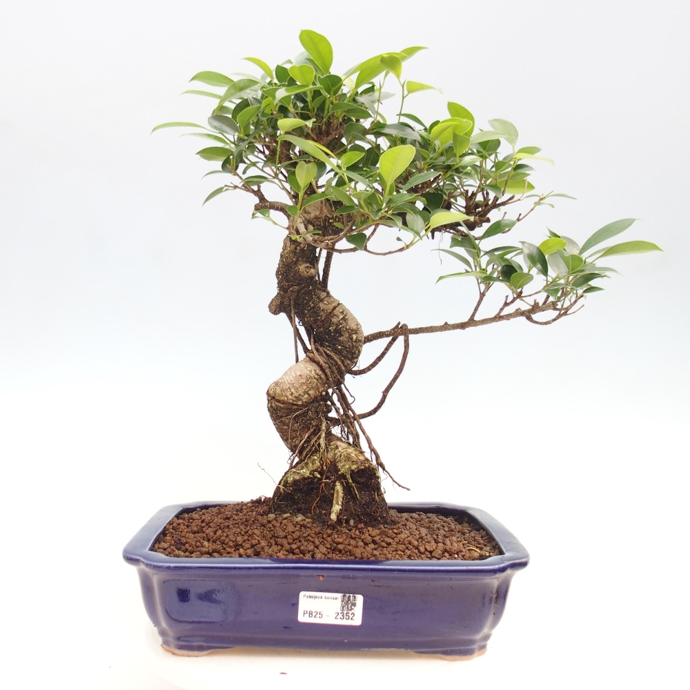 Izbová bonsai - Ficus kimmen - malolistý fikus