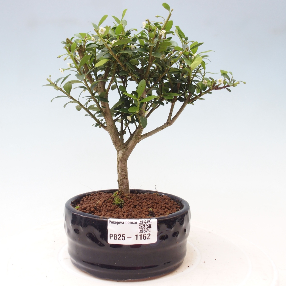 Izbová bonsai - Ilex crenata - Cezmína