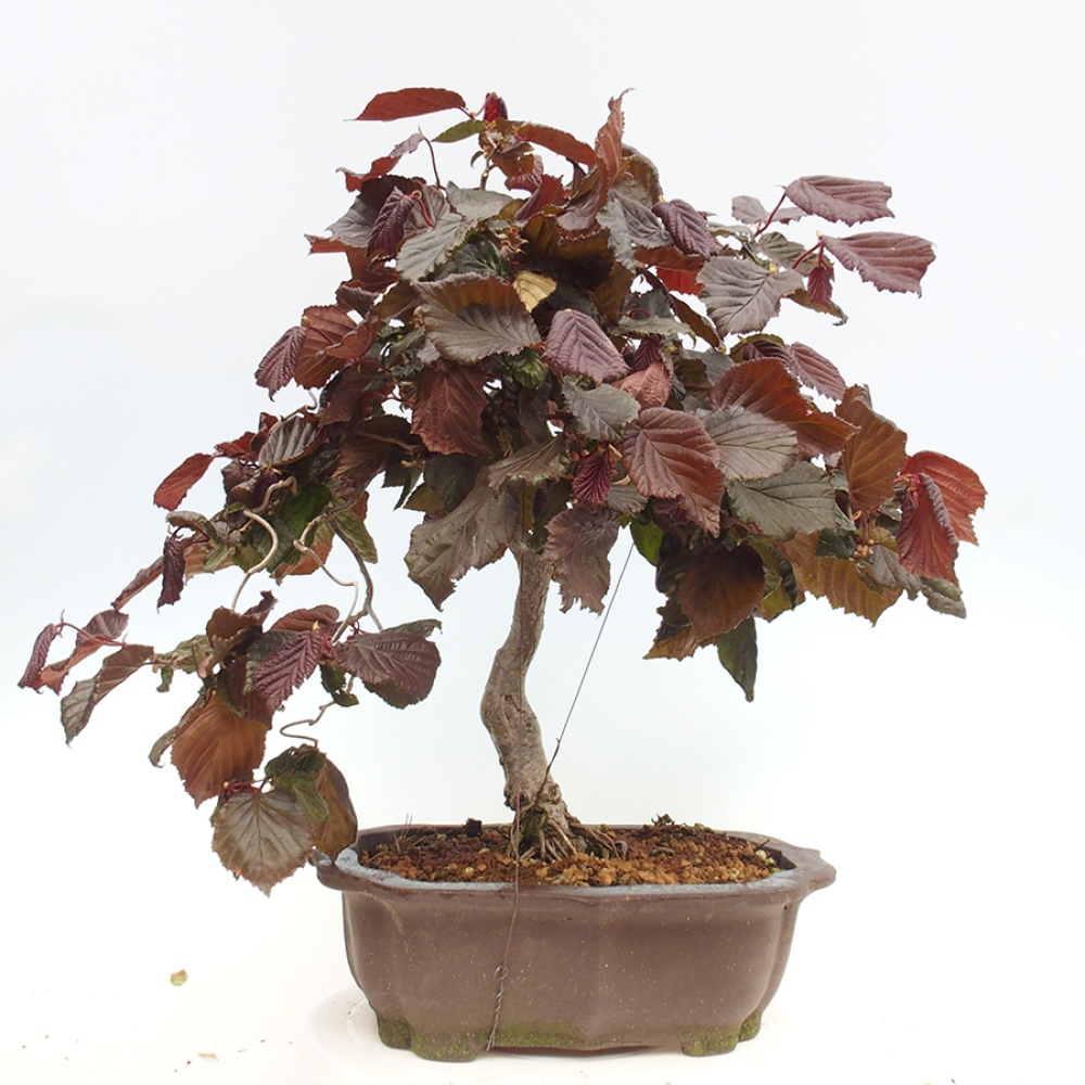 Vonkajší bonsai - Corylus Avellana Red Majestic - Lieska obyčajná