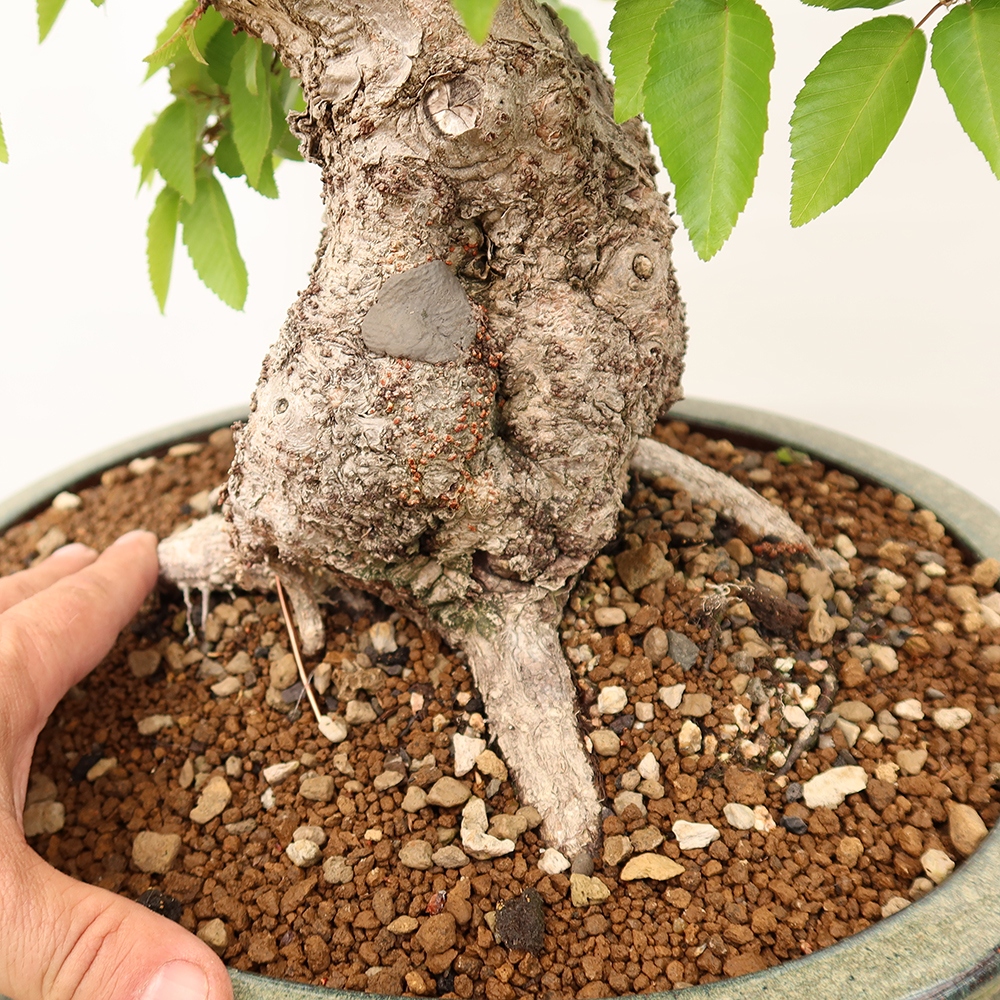 Vonkajší bonsai -Carpinus Coreana - Hrab kórejský