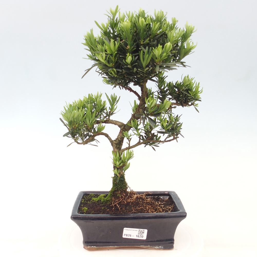 Izbové bonsaje - Podocarpus - Kamenný tis