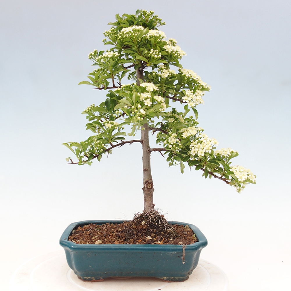 Vonkajšia bonsai-Pyracanta Teton -Hlohyně