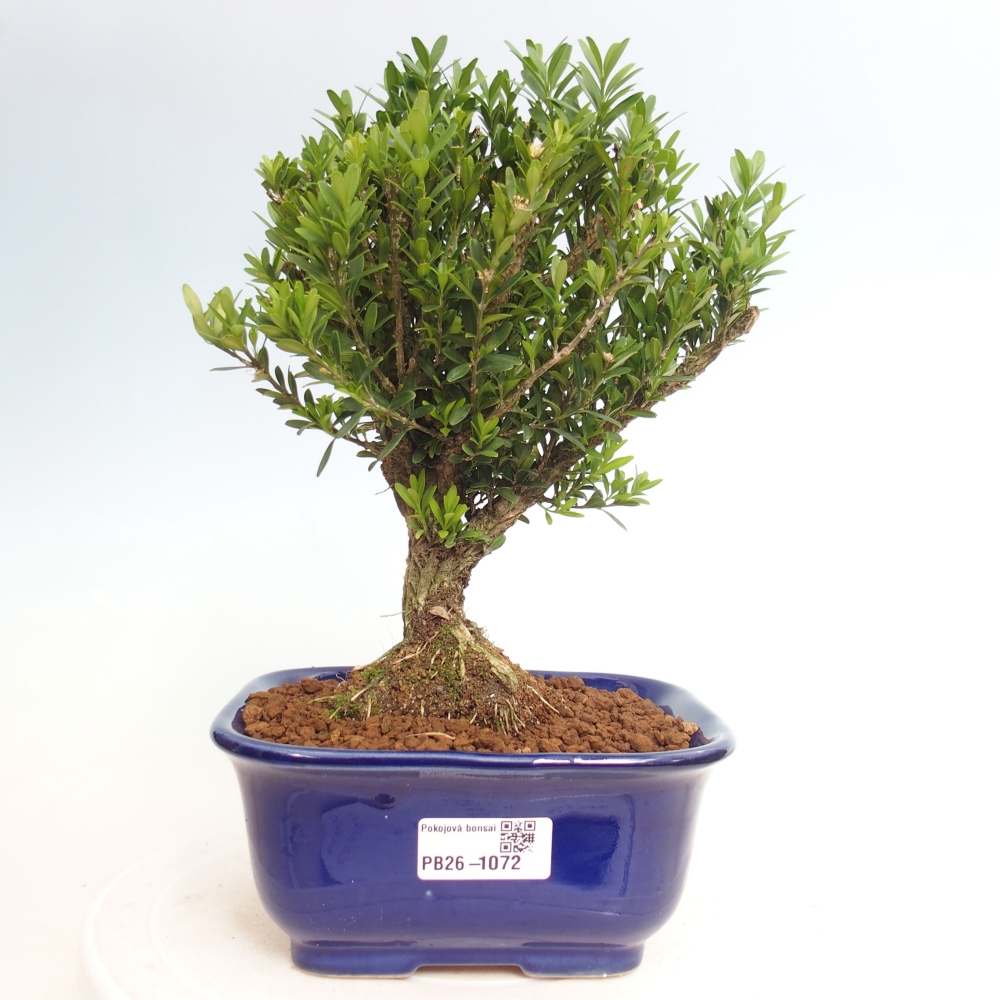 Izbové bonsaje - Buxus harlandii - korkový buxus